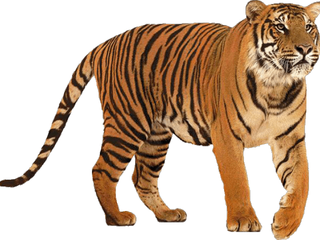 Tiger Png Transparent Images - Tiger All (640x480), Png Download