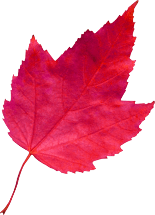 برگ پاییزی Png (316x438), Png Download