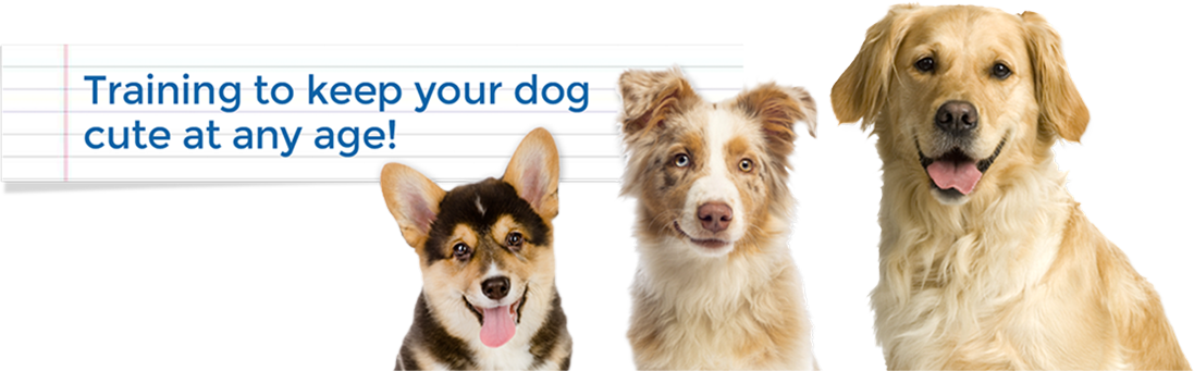 Keep It Cute Dog Training Alexandria, Arlington, Mclean, - Pembroke Welsh Corgi Notebook & Journal. Productivity (1097x341), Png Download