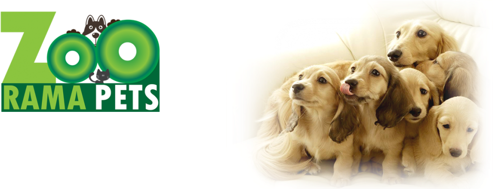 Http - //wp - Zooramapets - Com/wp Soo Cute 3 Dogs - Rosmax Interactive Dog Toy - Best Iq Treat Dispensing (1024x379), Png Download