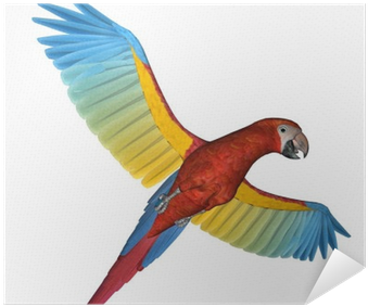 Parrot (400x400), Png Download