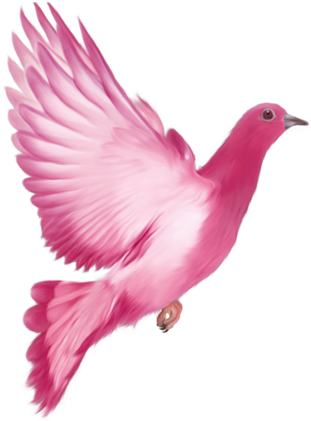 Pigeon In Editing (377x500), Png Download