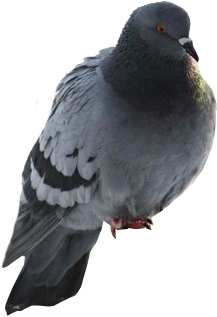 Голубь Пнг (604x378), Png Download