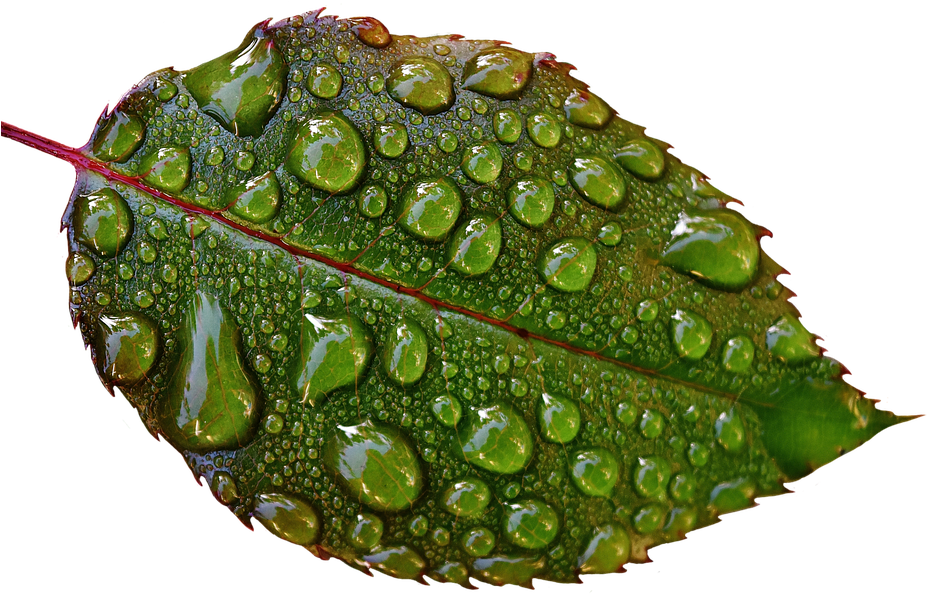 Rosenblatt, Drip, Raindrop, Wet, Drop Of Water, Beaded - ใบไม้ หยด น้ำ Png (960x624), Png Download