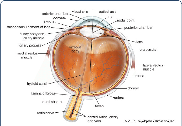 Anatomy Of The Eye [17] - Bleaching Of Rhodopsin (769x531), Png Download
