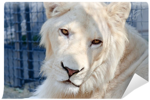 Portrait Of Beautiful Young White Lion Wall Mural • - Painting (400x400), Png Download