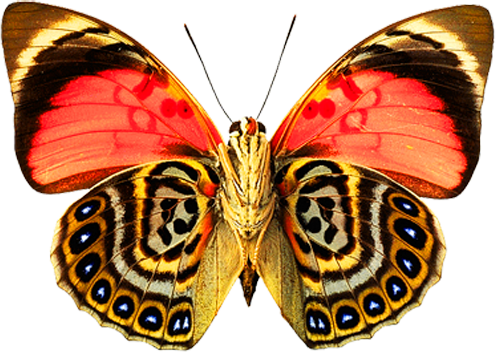 Butterfly Png Image - Butterfly With Beautiful Pattern (496x352), Png Download
