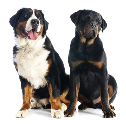 Petex Is A Nonprofit Organization In Kansas City - Rottweiler And Bernese (438x413), Png Download