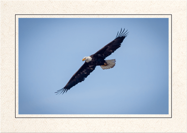 Bald Eagle In Flight - Bald Eagle (620x637), Png Download