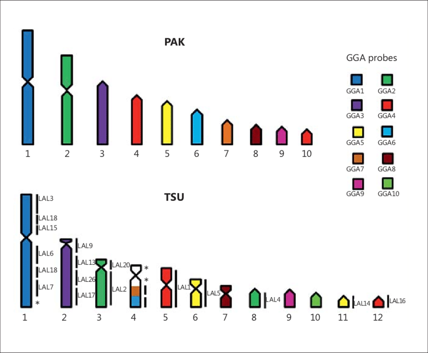 Map Of Chromosome Homology Between Trogon S - Chromosome (850x700), Png Download