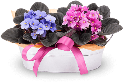 Joy In A Basket - Violetas (480x480), Png Download
