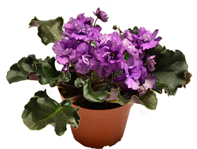 African Violet Isolated - African Violets (400x318), Png Download