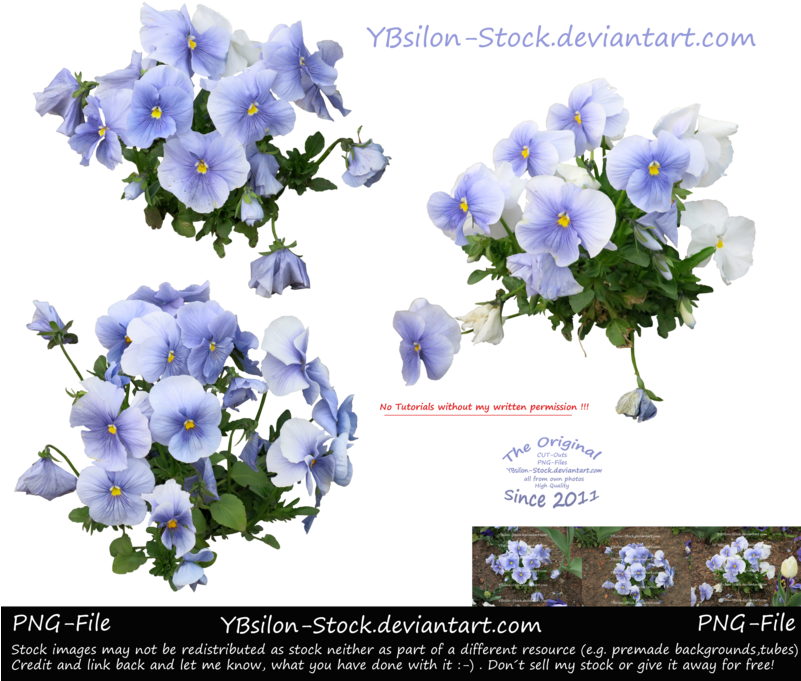 Mauve Violet By Ybsilon-stock On Deviantart - February 8 (800x709), Png Download