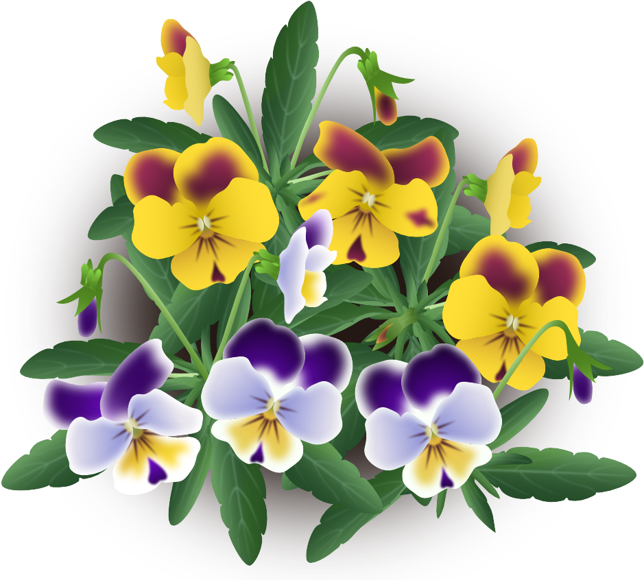 Violas Mix - Pansy (976x886), Png Download