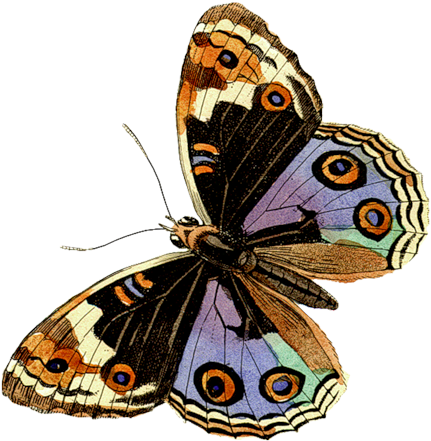 Butterflies°• - ‿✿⁀ - Lepidoptera (500x500), Png Download