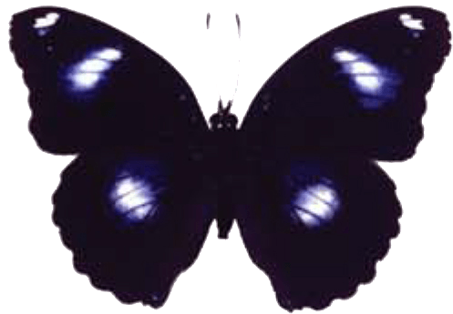 Butterfly House At Put In Bay - Blue Moon Butterfly (508x364), Png Download