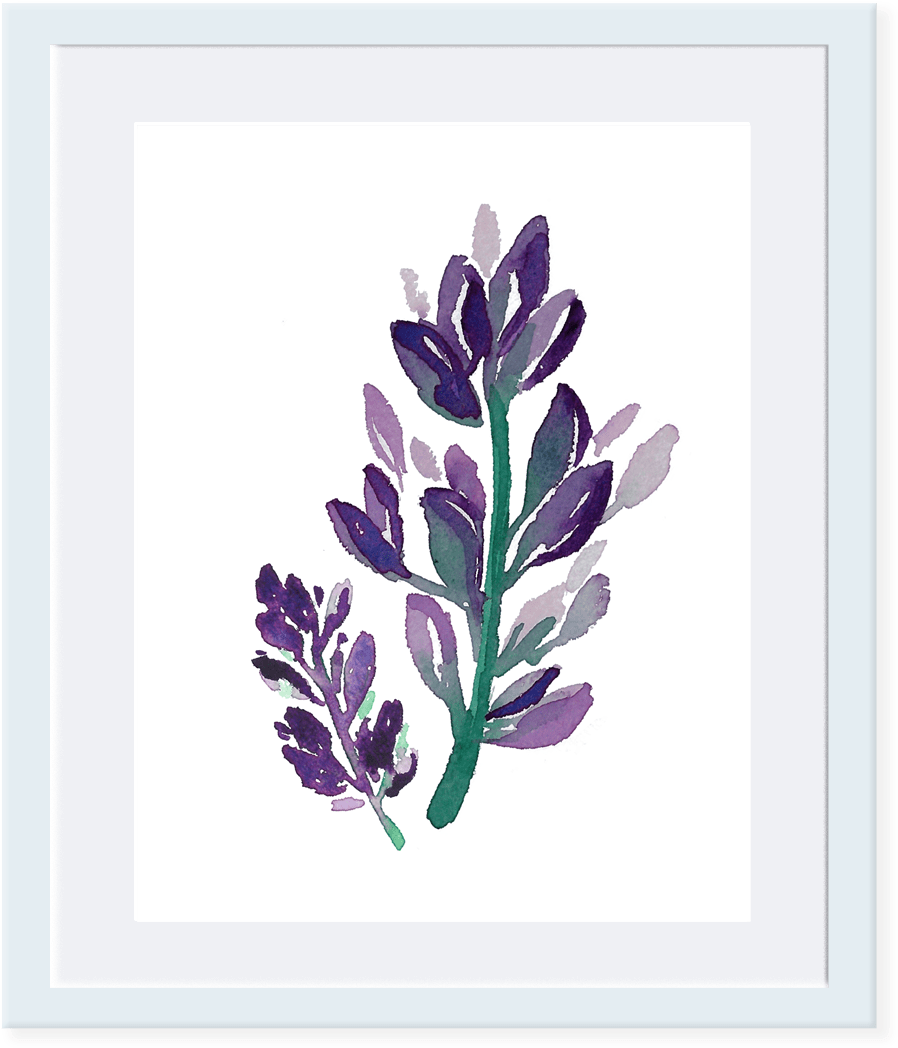 Sweet Violet - Lavandula Lanata (1080x1080), Png Download