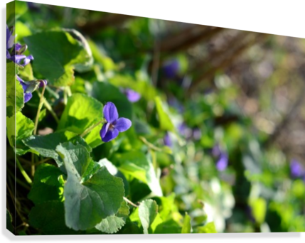 Spring Sweet Violets In The Garden Canvas Print - Baby Blue Eyes (429x342), Png Download