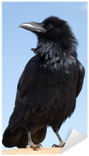 Black Crow Journal: 150 Page Lined Notebook/diary [book] (400x400), Png Download