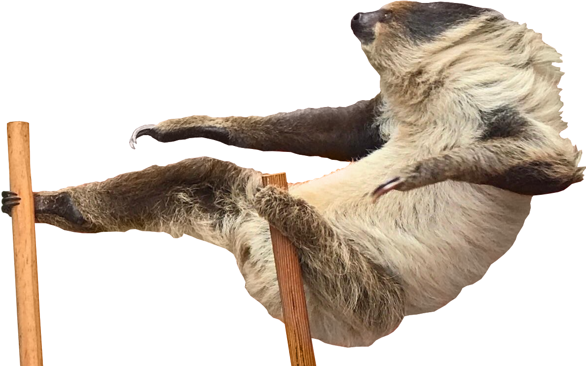 Psbattle Chill Sloth Png Sloth Jokes Pickle - Transparent Png Attack Animal (1242x780), Png Download