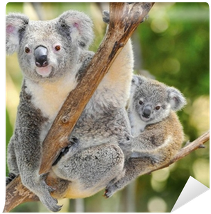 Australian Koala Bear With Her Baby, Sydney, Australia - Australian Koala Bear (400x400), Png Download