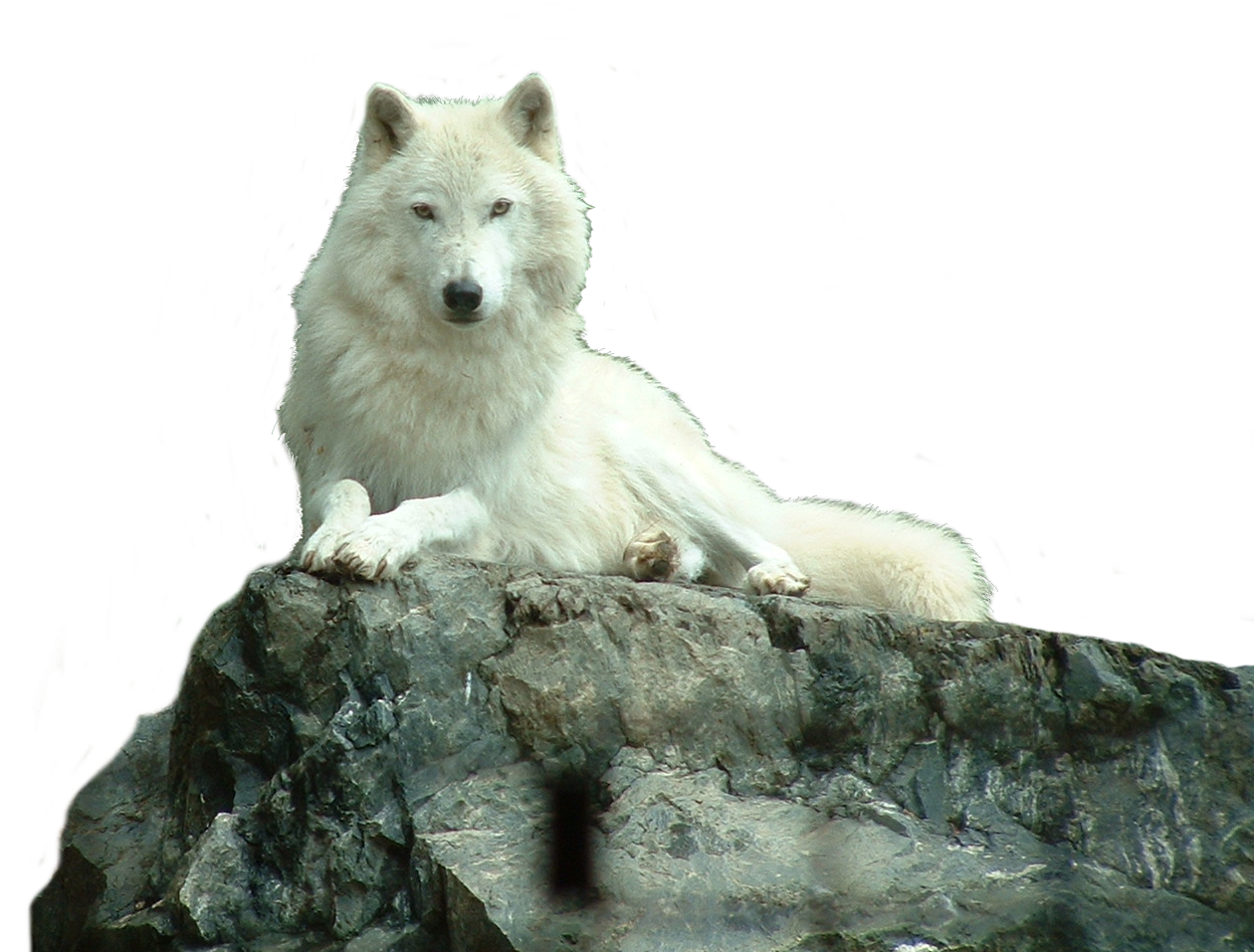 Image - Wolf White Png (600x566), Png Download