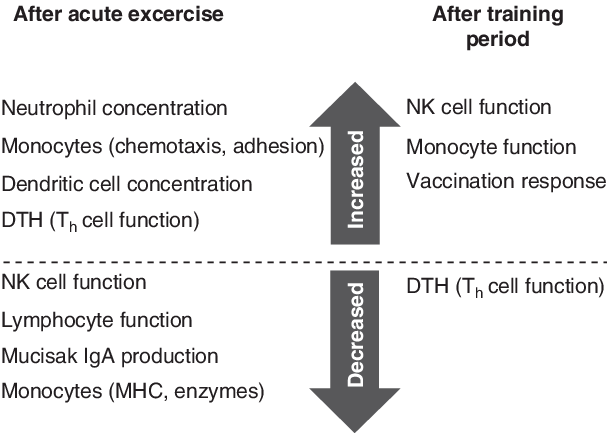 Summary Of Observed Immunological Alterations With - Osteopenie Osteoporose T Score (607x433), Png Download