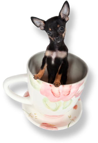 Teacups Puppy - Teacup Puppies (350x500), Png Download