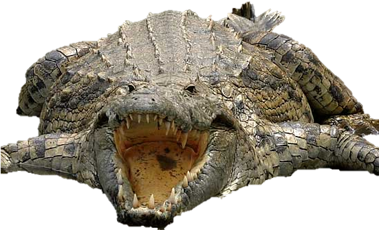 This Monster Has No Trouble Grabbing Zebras, Humans, - Crocodile Park Kotmi Sonar (550x386), Png Download