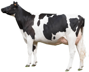 Cow Looking Left - Cow Png (400x400), Png Download
