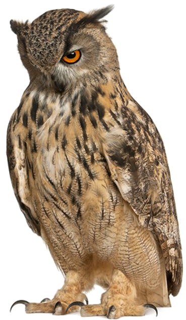Owl Free Png Image - Owl With Pointy Eyebrows (598x720), Png Download