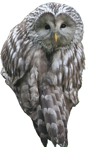 Northern-owl - Owl (299x485), Png Download
