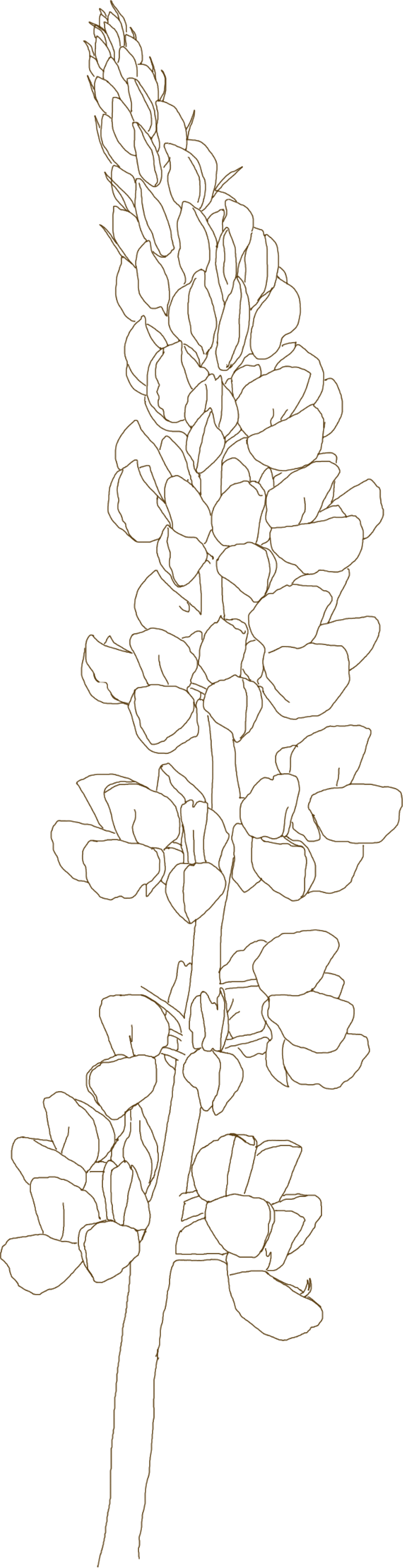 Blue Bonnet (1000x3891), Png Download