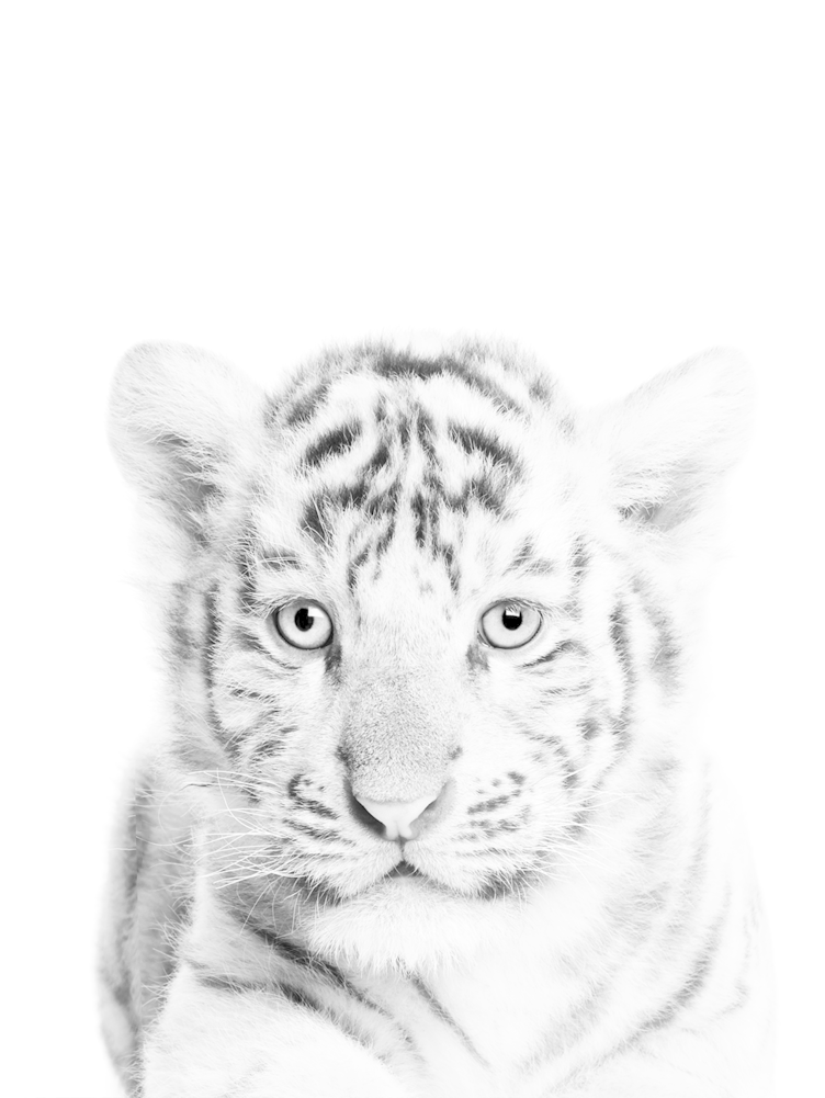 White Tiger Cub Print (1000x1000), Png Download