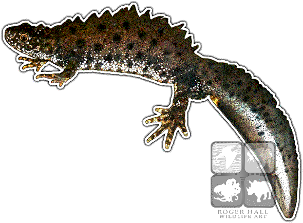 Great Crested Newt Decal - Great Crested Newt Mug (590x434), Png Download