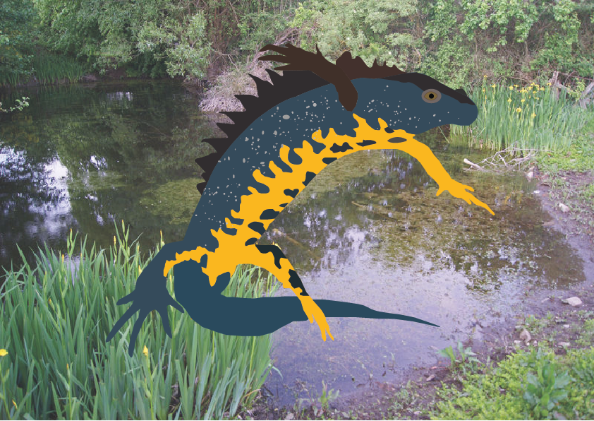 Chinese Warty Newt (842x596), Png Download