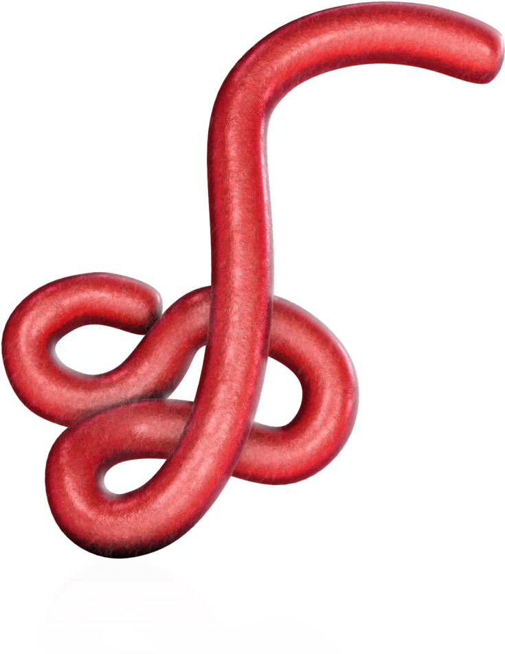 Download Ebola Virus 15670 Western Slender Blind Snake Full Size Png Image Pngkit