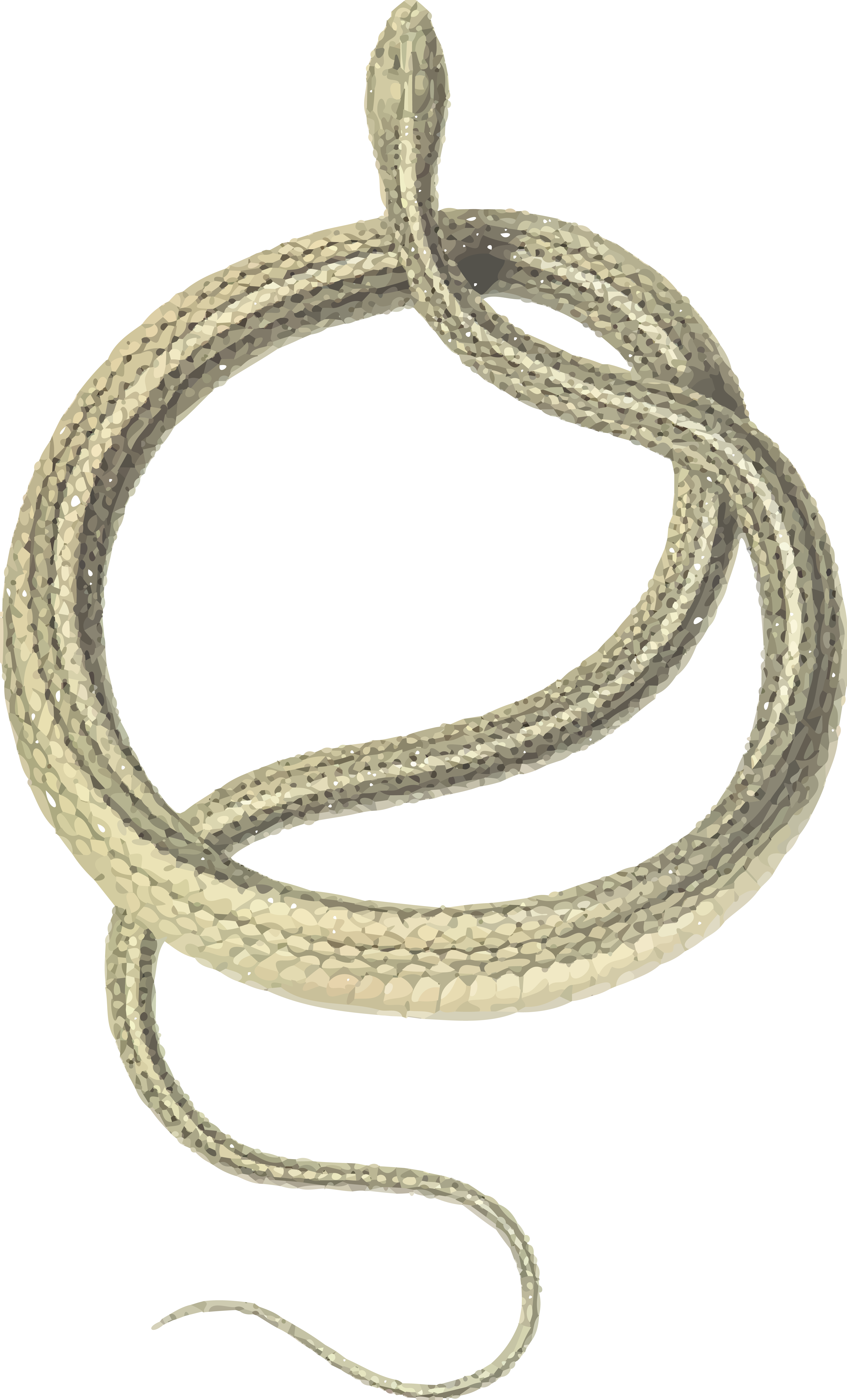 , , - Zamenis Spinalis (4000x6608), Png Download
