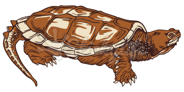 Common Snapping Turtle Static Cling - Nixon Team Trucker Hat Men's (940x587), Png Download