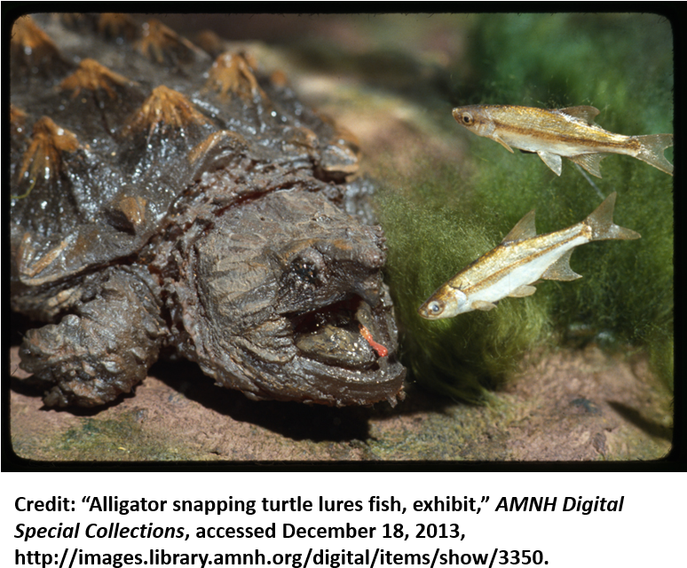 I Will - Alligator Snapping Turtles Lure (773x658), Png Download