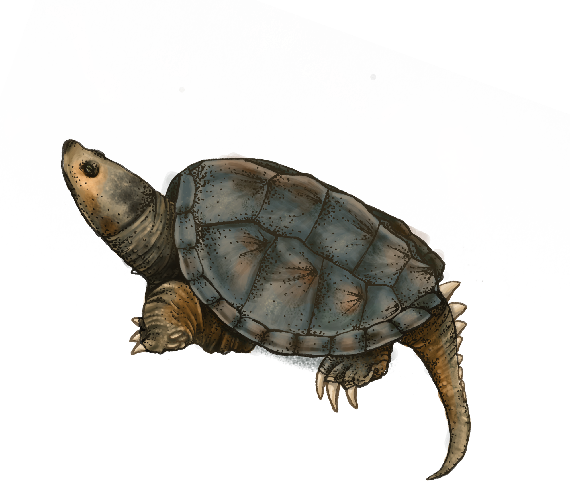 Melanie Massey, M - Northern Pike (2000x2000), Png Download