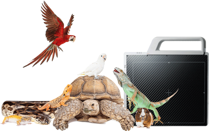 Wireless Detector System - Group Of Exotic Pets (673x462), Png Download