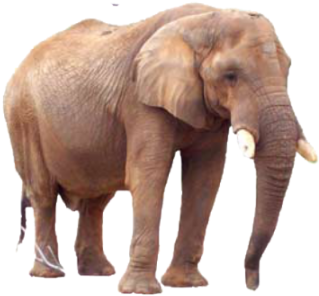 Elephant Elephants - Portable Network Graphics (360x360), Png Download