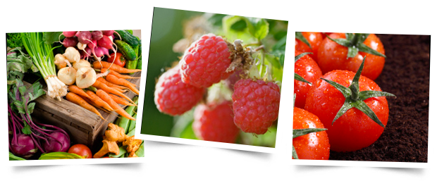 This Is Followed By The Main Crop Varieties In February - Green Harvest: A History Of Organic Farming (620x257), Png Download