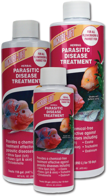 Download F1999 - Parrot Fish Diseases - Full Size PNG Image - PNGkit