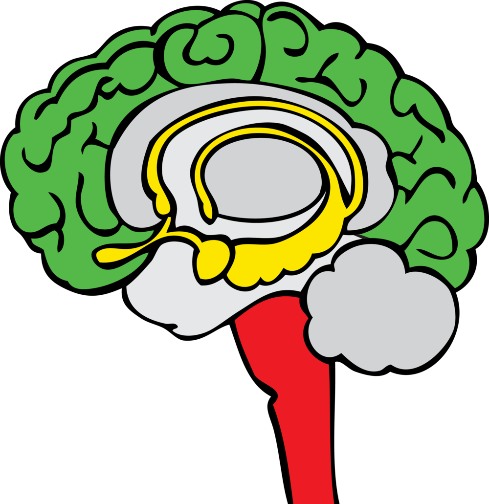 The Stoplight Approach - Limbic System Clipart (1000x1031), Png Download