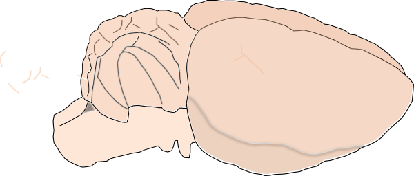 Mouse Brain Clip Art (600x256), Png Download