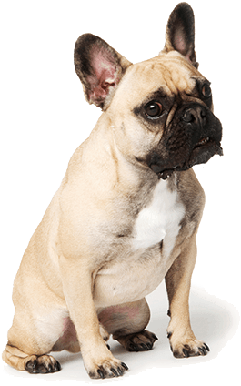 Compare Your Brand - Dog (309x428), Png Download