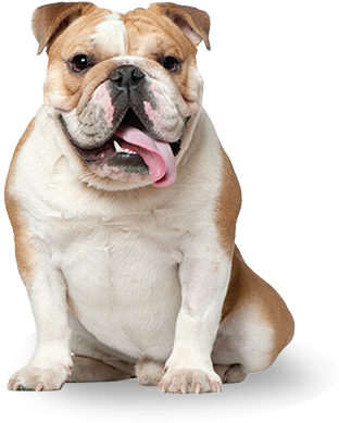 Bulldog - Pet Rescue By Judy (312x389), Png Download