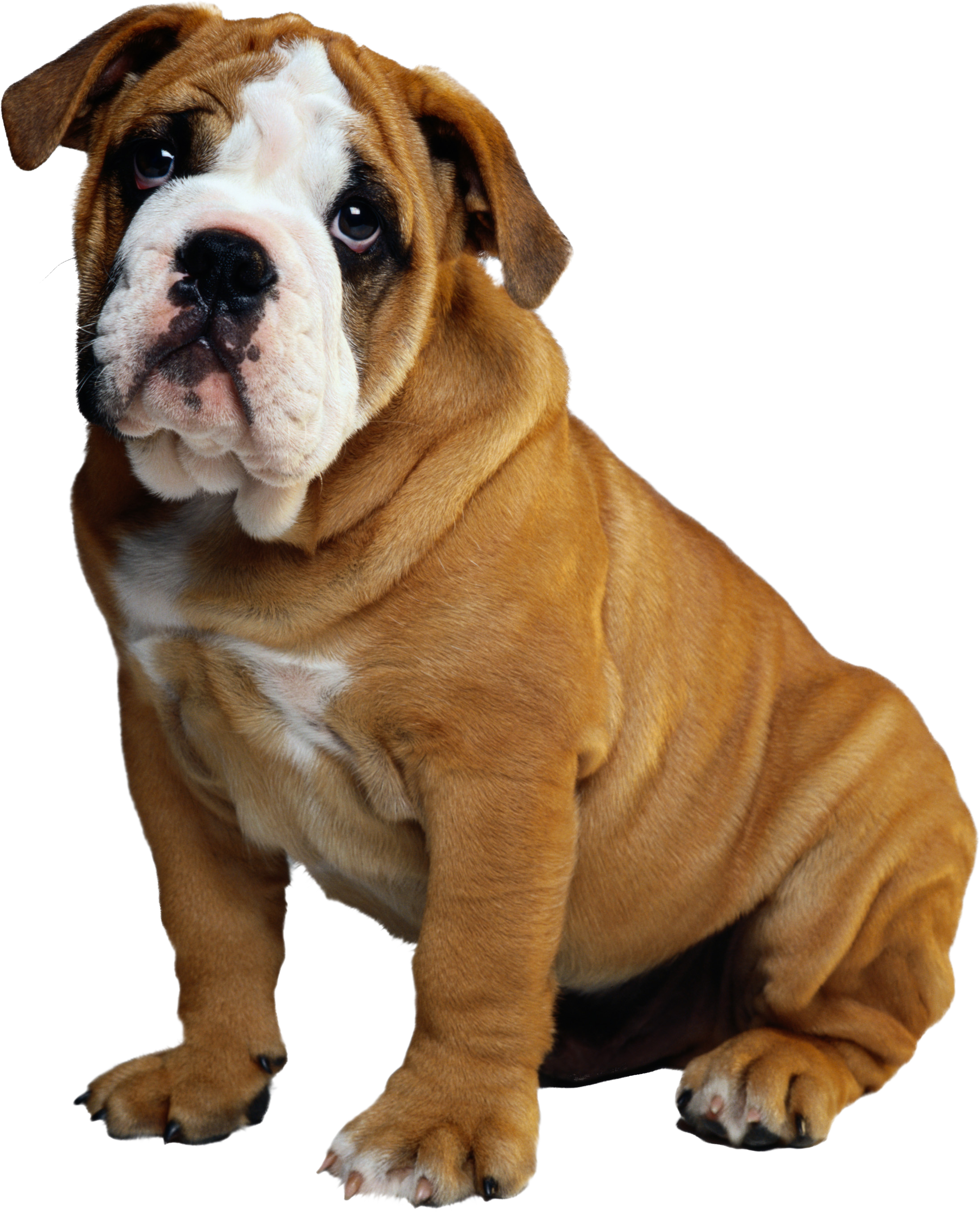 Bulldog Puppy Christmas Holiday Ornament (round) (2197x2715), Png Download